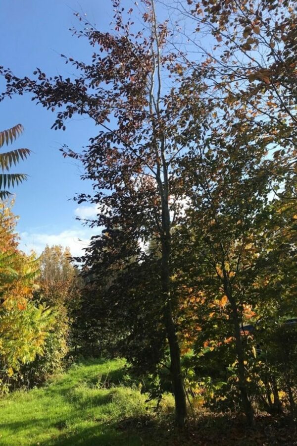 Fagus sylvatica ‘Atropurpurea’ | Rode Beuk