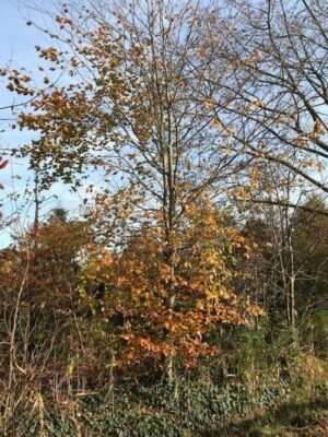 Fagus sylvatica ‘Atropurpurea’ | Rode Beuk