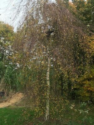Betula pendula ‘Youngii’ | Prieelberk of treurberk