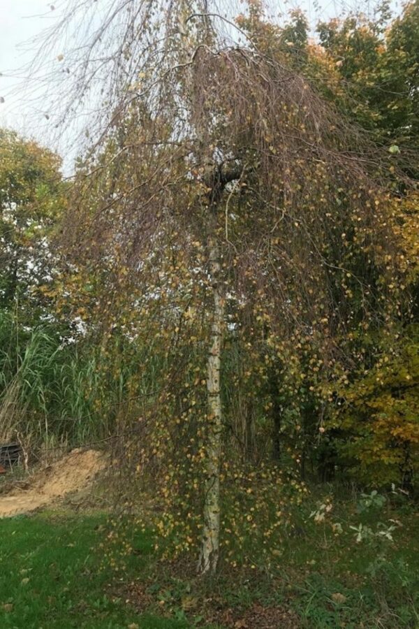 Betula pendula ‘Youngii’ | Prieelberk of treurberk