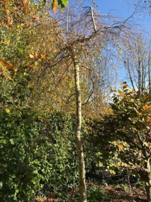 Betula pendula ‘Youngii’ | Prieelberk of treurberk