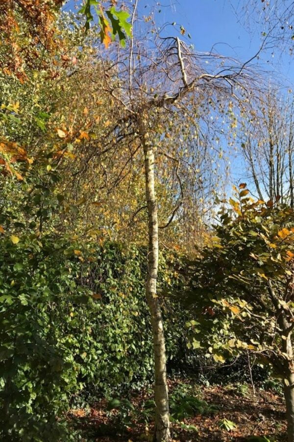 Betula pendula ‘Youngii’ | Prieelberk of treurberk