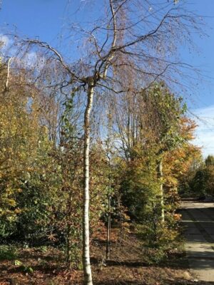 Betula pendula ‘Youngii’ | Prieelberk of treurberk