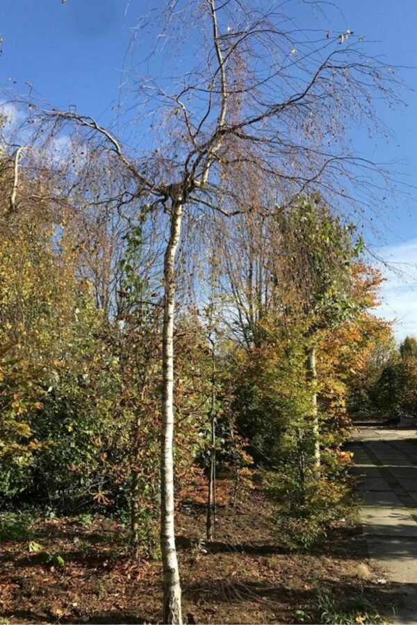 Betula pendula ‘Youngii’ | Prieelberk of treurberk