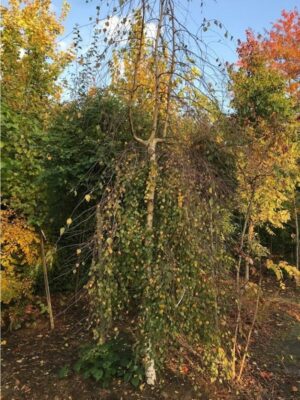 Betula pendula ‘Youngii’ | Prieelberk of treurberk