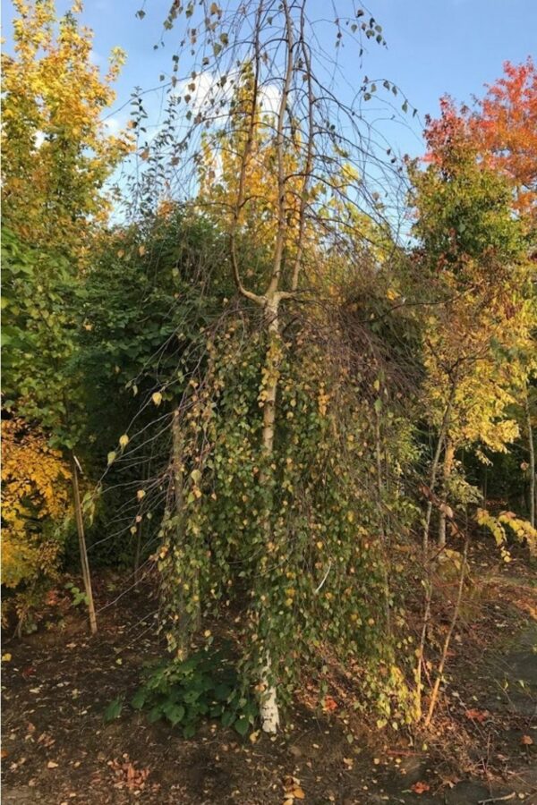 Betula pendula ‘Youngii’ | Prieelberk of treurberk