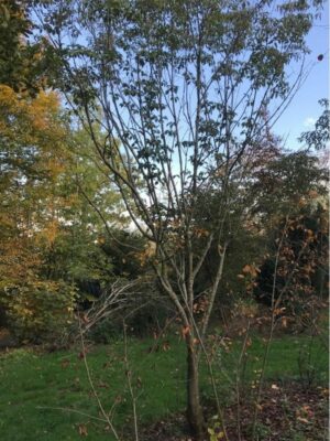 Cornus kausa | Chineese Kornoelje