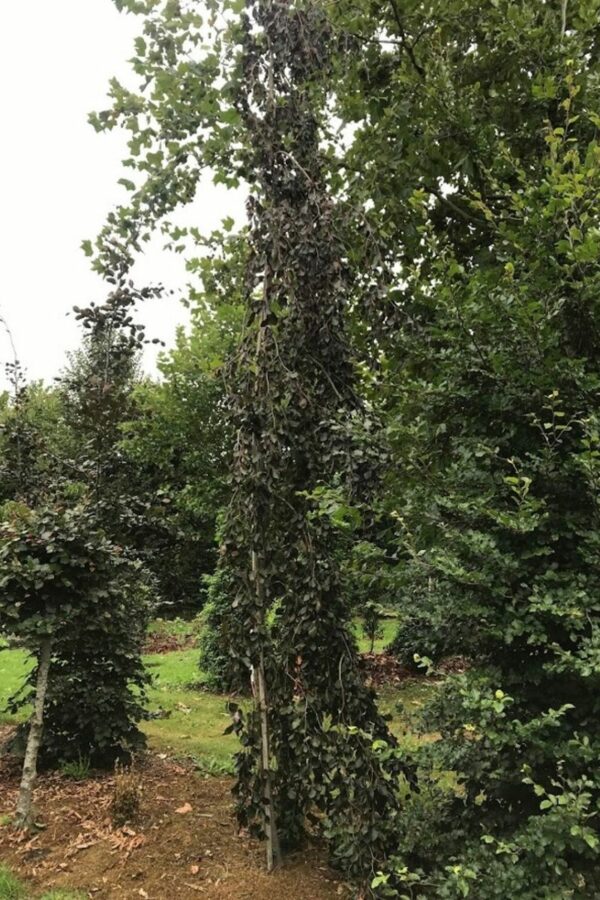 Fagus sylvatica ‘Atropurpurea Pendula’ | Rode treurbeuk