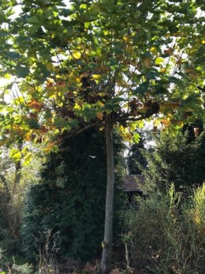 Platanus acerifolius | Plataan