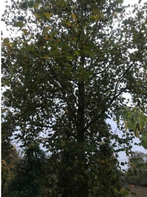 Platanus acerifolius | Plataan