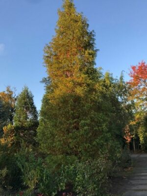 Metasequoia glyptostroboides | Chineese tempelboom