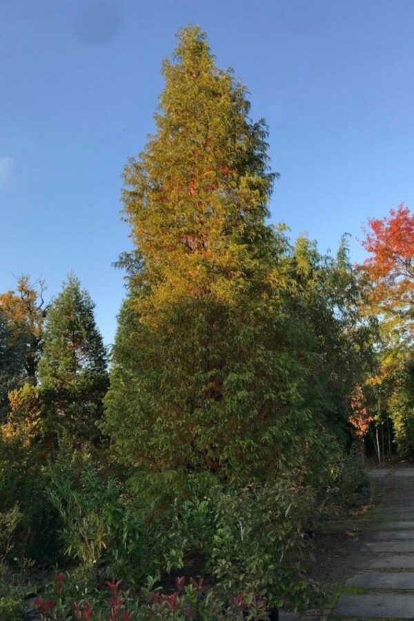 Metasequoia glyptostroboides | Chineese tempelboom
