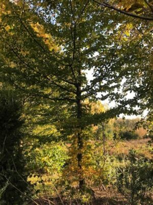 Carpinus betulus | Haagbeuk