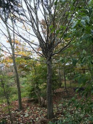 Carpinus betulus | Haagbeuk