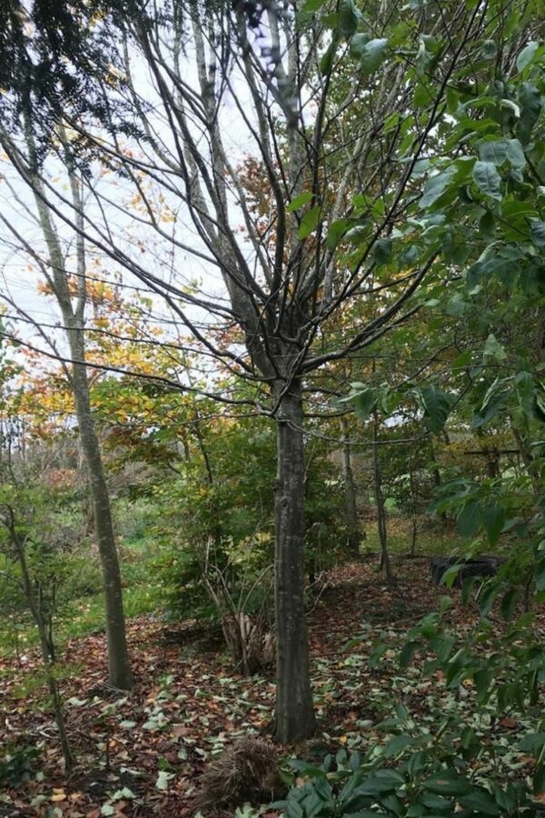 Carpinus betulus | Haagbeuk