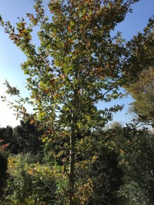 Quercus robur | Inlandse Eik