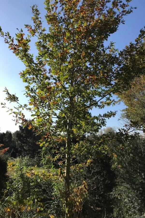 Quercus robur | Inlandse Eik