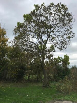 Catalpa bignoniodes | Trompetboom