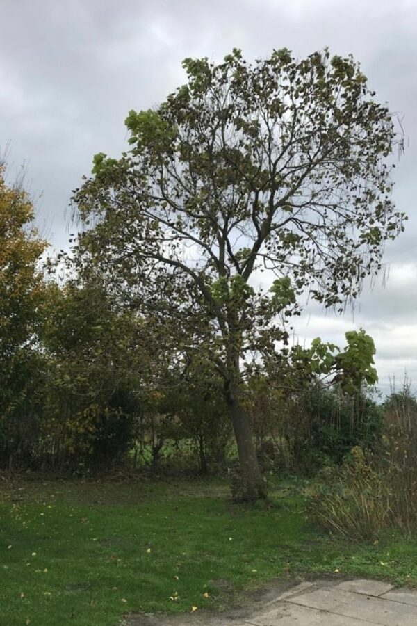 Catalpa bignoniodes | Trompetboom