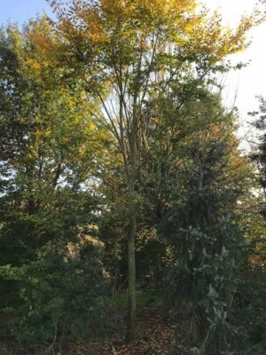 Fagus sylvatica | Groene beuk