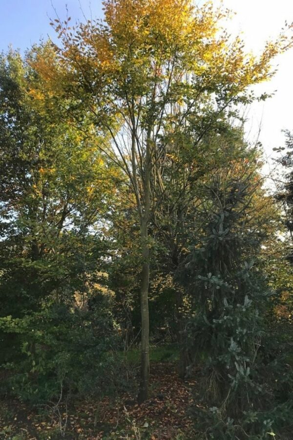 Fagus sylvatica | Groene beuk