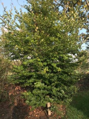 Fagus sylvatica | Groene beuk