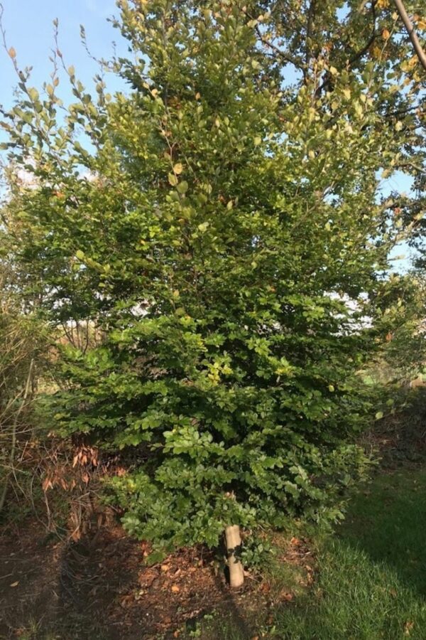 Fagus sylvatica | Groene beuk