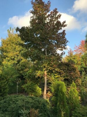 Liquidambar styraciflua | Amberboom