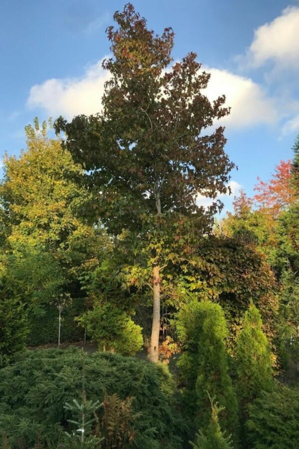 Liquidambar styraciflua | Amberboom