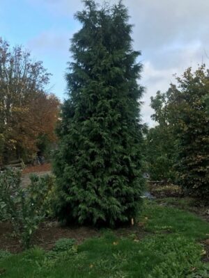 Thuja plicata ‘Atrovirens’ | Levensboom