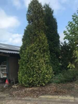 Thuja occidentalis ‘Sunkist’ | Gele levensboom