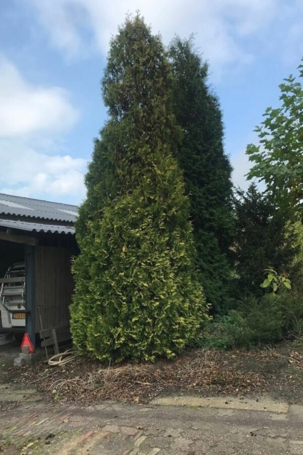 Thuja occidentalis ‘Sunkist’ | Gele levensboom