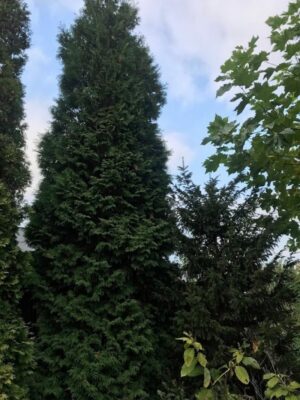 Thuja occidentalis ‘Brabant’ | Levensboom