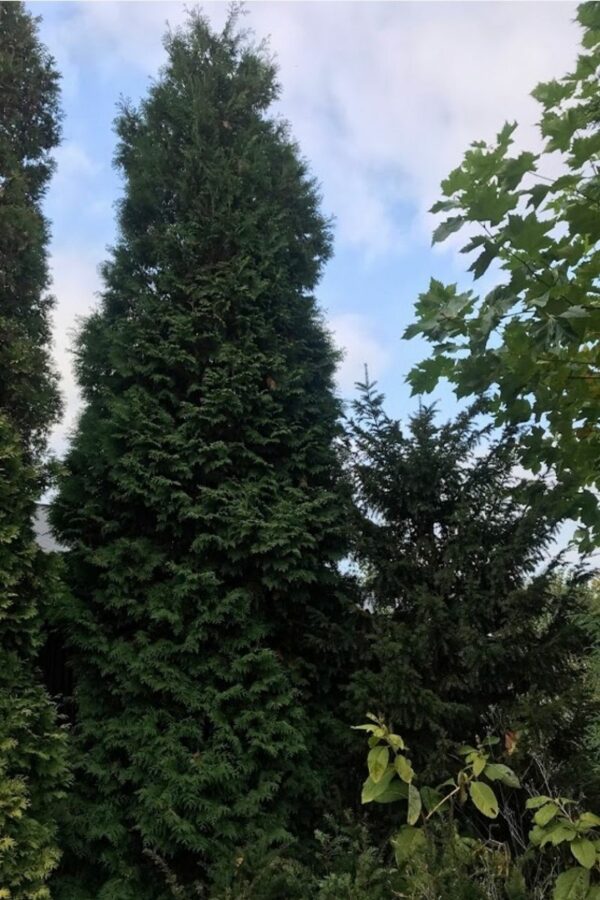 Thuja occidentalis ‘Brabant’ | Levensboom