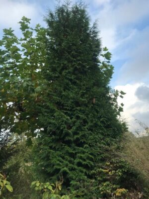 Thuja plicata ‘Atrovirens’ | Levensboom