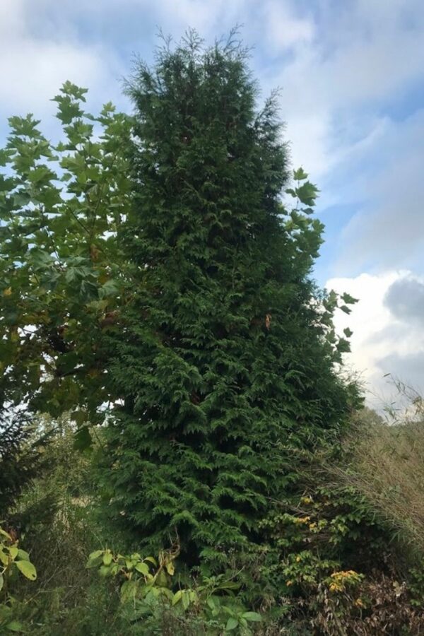 Thuja plicata ‘Atrovirens’ | Levensboom