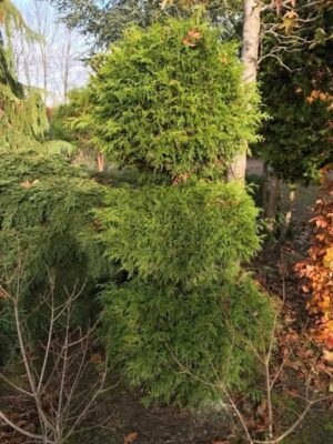 Thuja ‘Smaragd’ | Levensboom