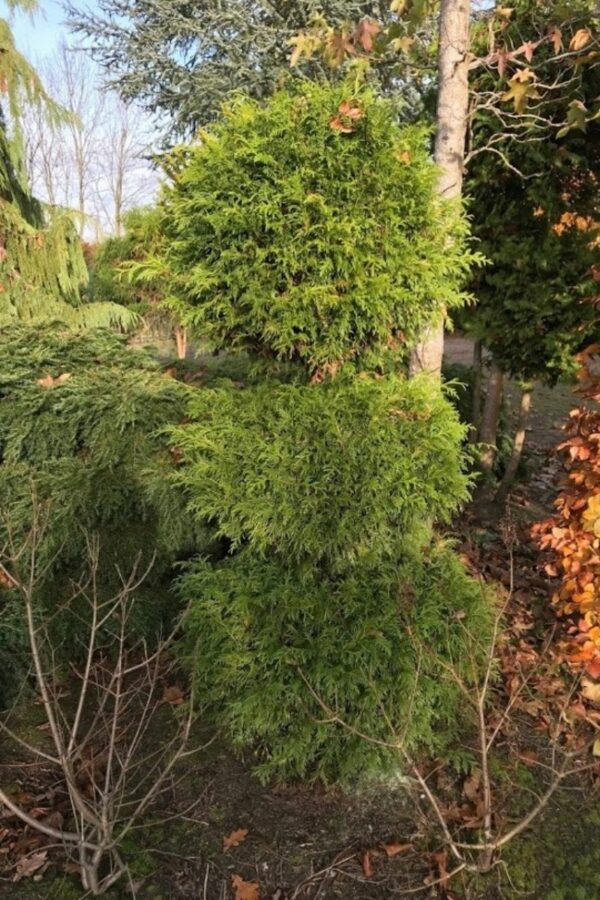 Thuja ‘Smaragd’ | Levensboom