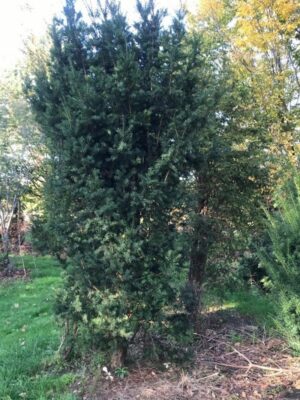 Taxus baccata ‘Media Hicksii’ | Venijnboom