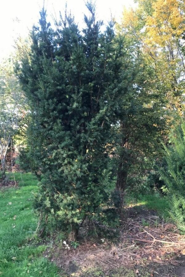 Taxus baccata ‘Media Hicksii’ | Venijnboom