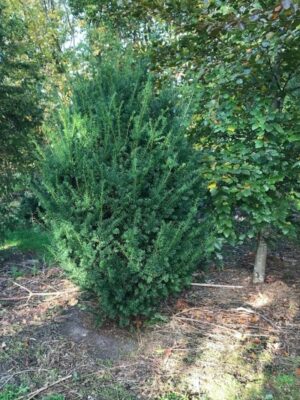 Taxus baccata | Venijnboom