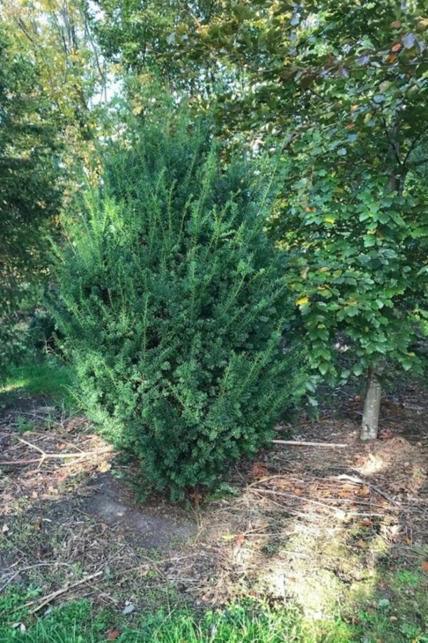 Taxus baccata | Venijnboom