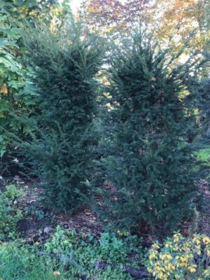 Taxus baccata | Venijnboom