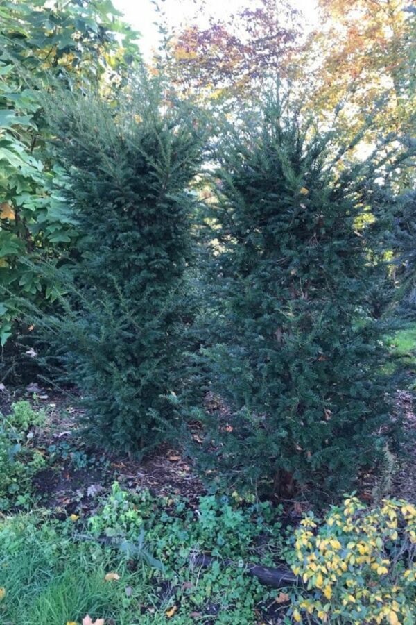 Taxus baccata | Venijnboom