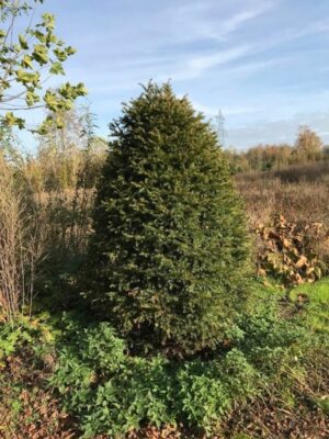 Taxus baccata | Venijnboom