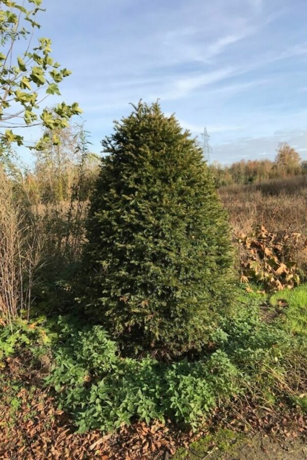 Taxus baccata | Venijnboom