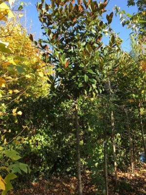 Magnolia grandiflora | Groenblijvende beverboom