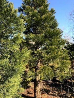 2 x Sequoiadendron giganteum | mammoetboom