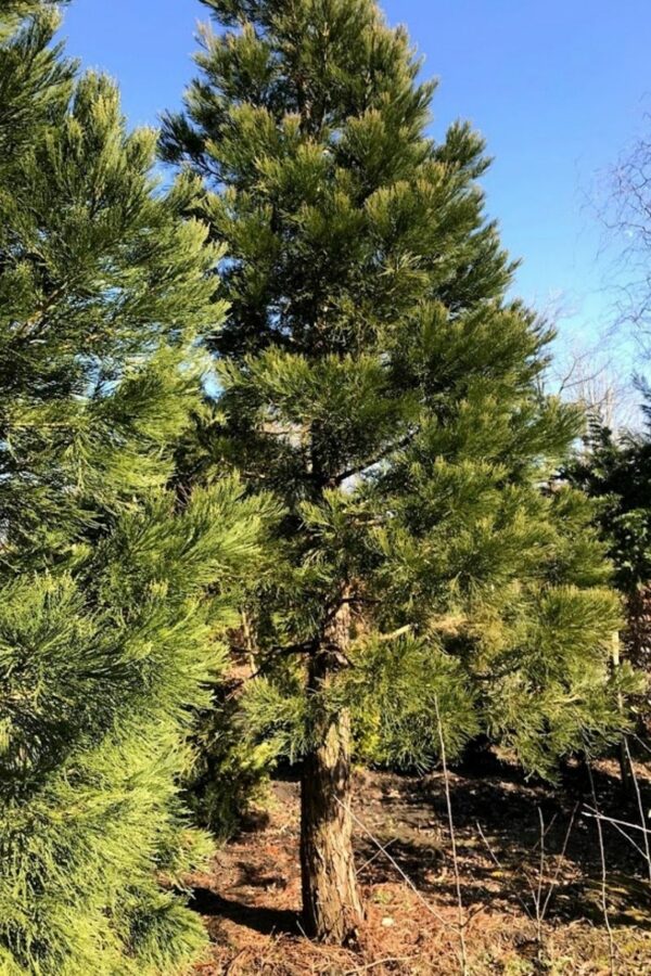 2 x Sequoiadendron giganteum | mammoetboom