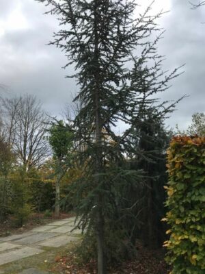 Cedrus libani ‘Glauca’ | Atlas ceder